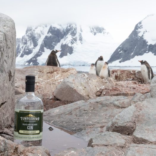 Artic Penguins