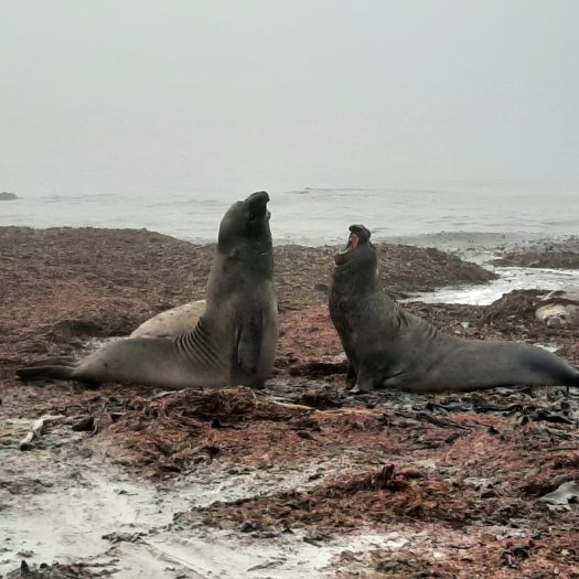 Sea Lions