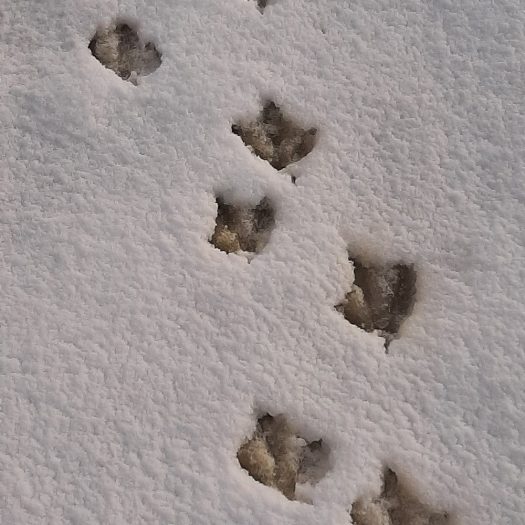 Penguin Foot Prints