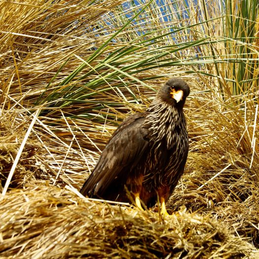 wild bird