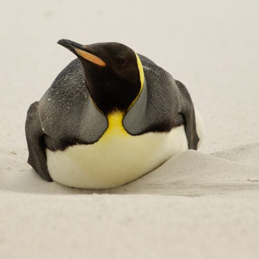 Penguin sliding