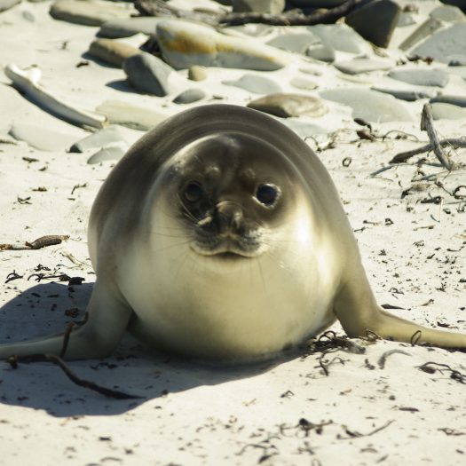 Seal