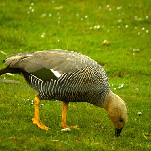 Wild Bird