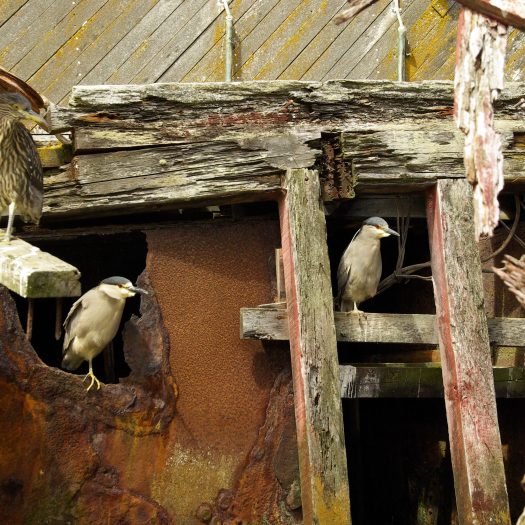 Falkland Islands Ruins