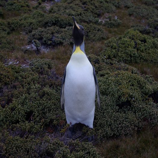 Penguin looking