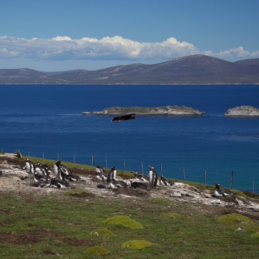 Sea View with Penguins