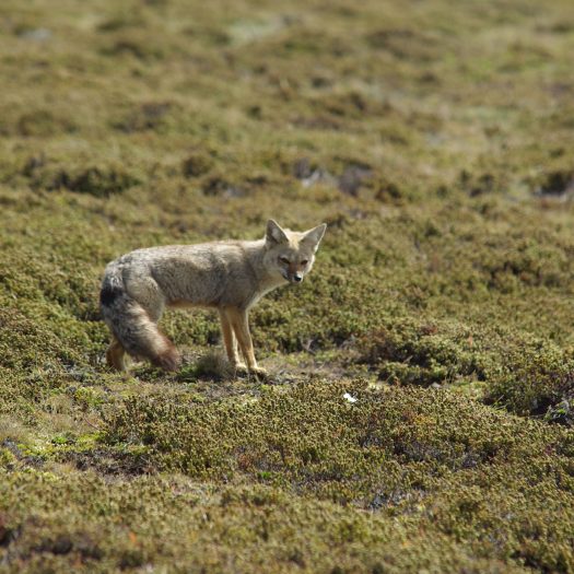 Falkland Islands Fox