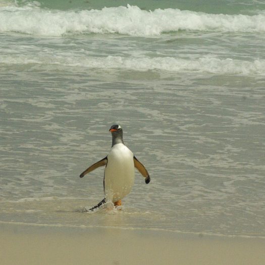 Falkland Islands – Proud Penguin