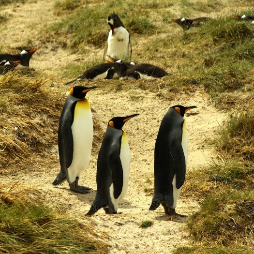 Falkland Islands Penguins