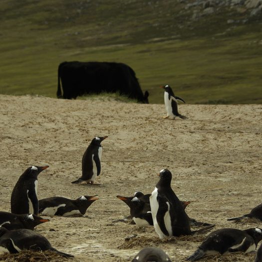 Falkland Penguins