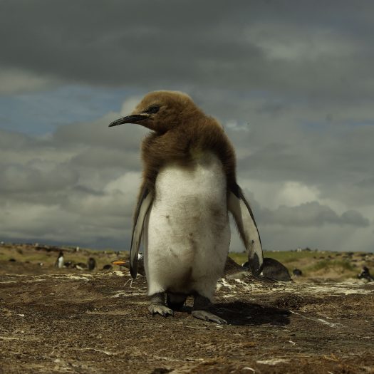 Falkland Islands – Baby Penguin