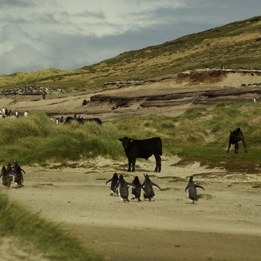 Falkland Islands Penguins and cows