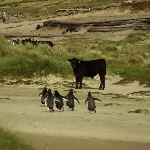 Falkland-islands-penguins-running-to-cow