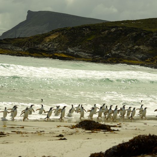 Falklands – Penguin gathering