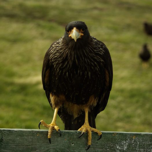 Falklands – Bird wildlife