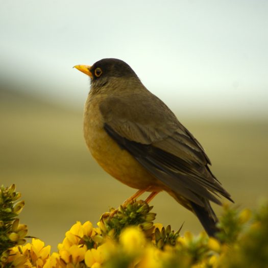 Falkland Islands – small bird wild life